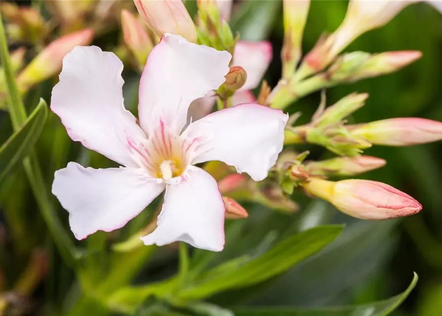 Nerium oleander, weiß