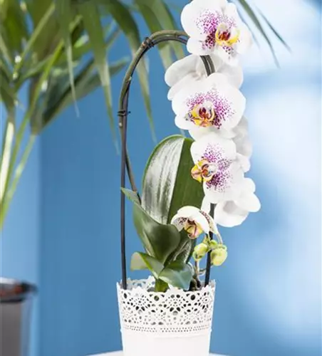 Phalaenopsis 'Waterfall'