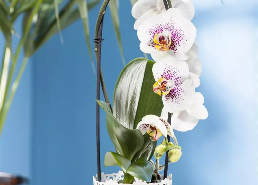 Phalaenopsis 'Waterfall'