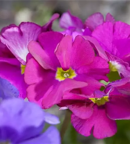 Primula obconica