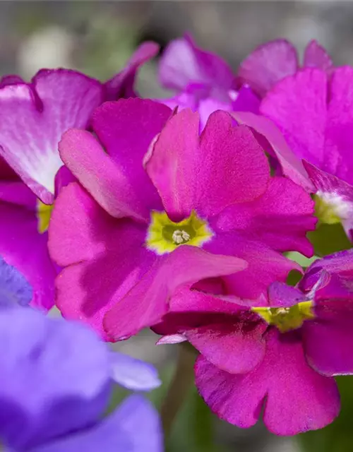 Primula obconica