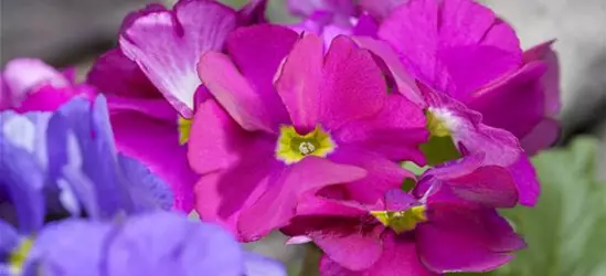 Primula obconica