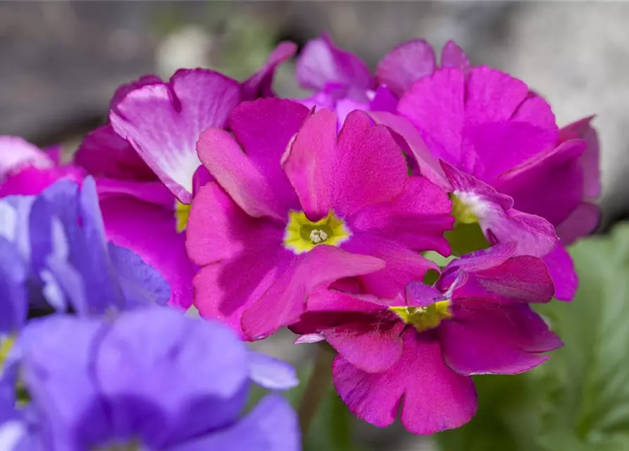 Primula obconica