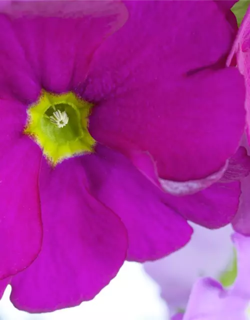 Primula obconica