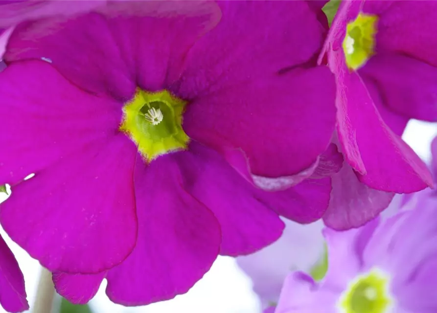 Primula obconica