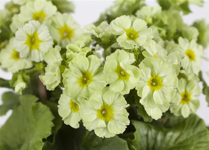 Primula obconica