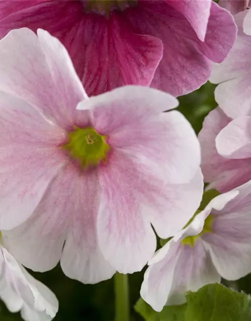 Primula obconica