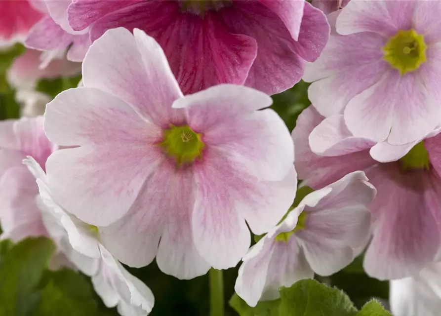 Primula obconica