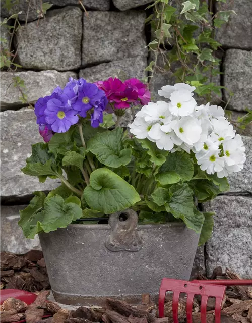 Primula obconica