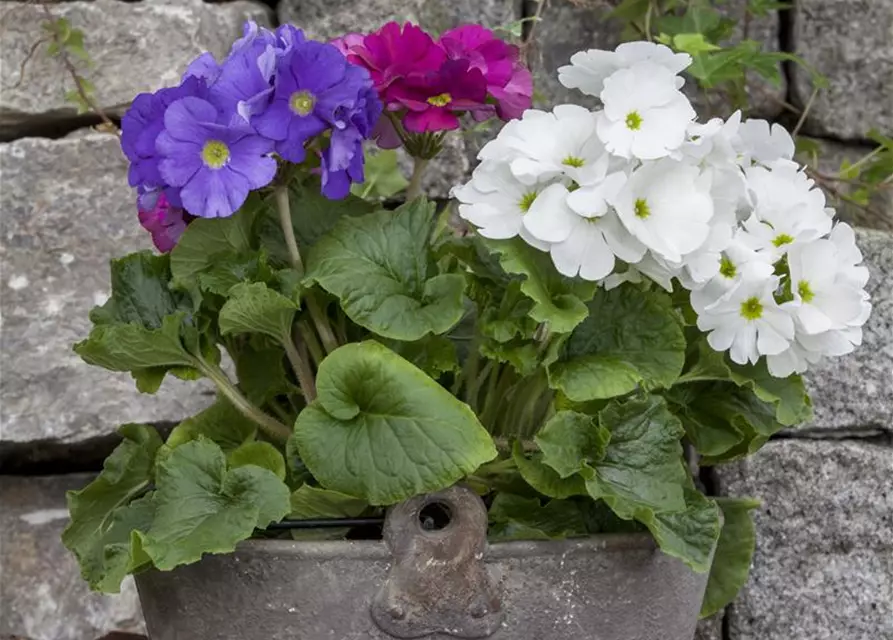 Primula obconica