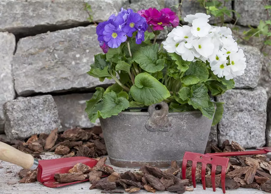 Primula obconica