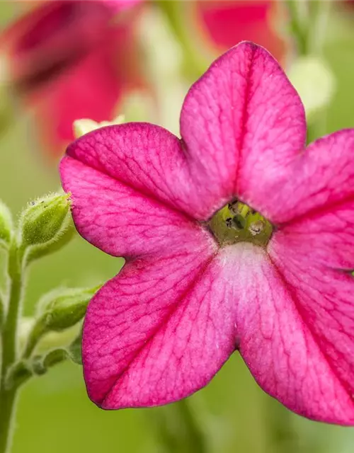 Nicotiana alata