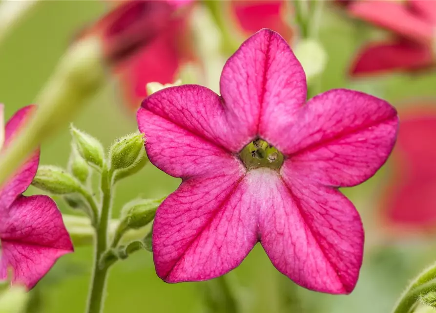 Nicotiana alata