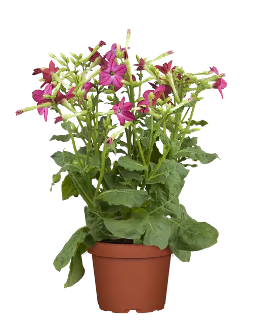 Nicotiana alata