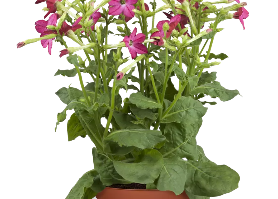 Nicotiana alata