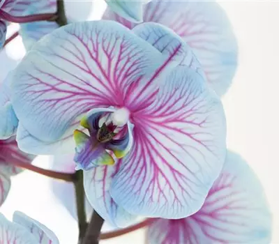 Phalaenopsis, blau