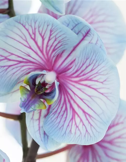 Phalaenopsis, blau