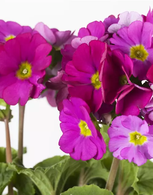 Primula obconica 'Touch Me'®