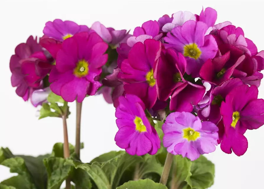 Primula obconica 'Touch Me'®