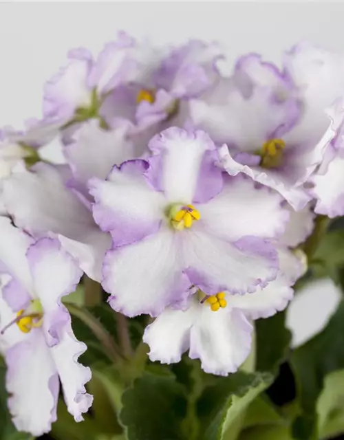 Primula obconica 'Touch Me'®