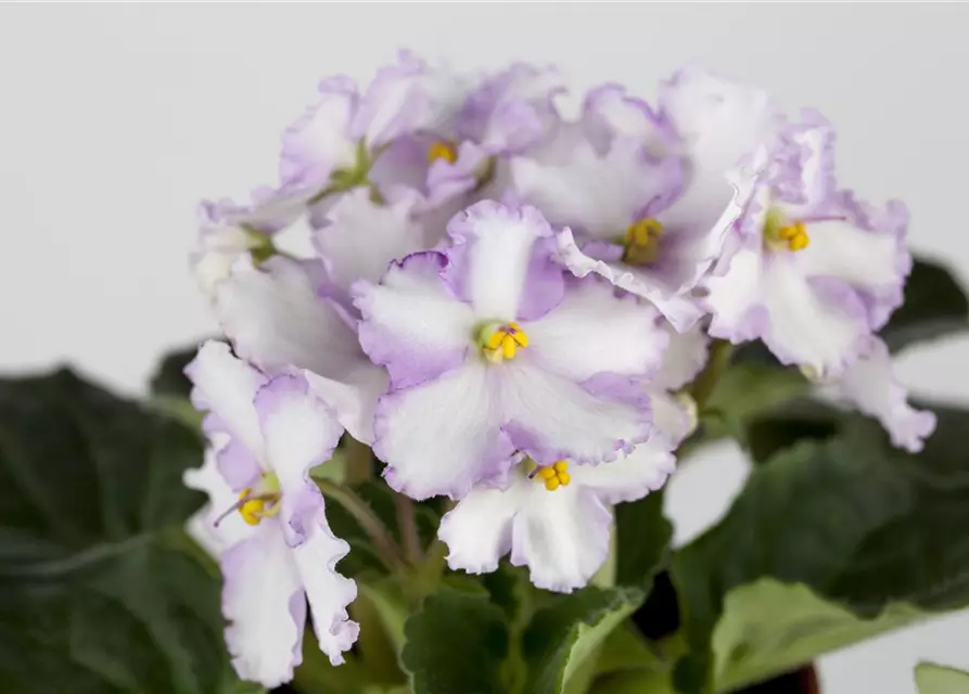 Primula obconica 'Touch Me'®