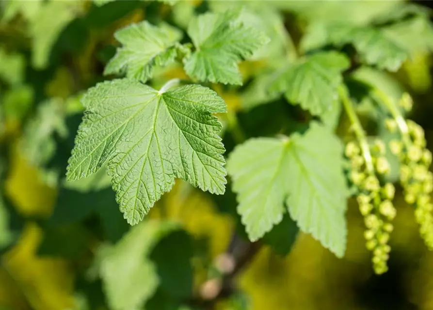 Ribes rubrum