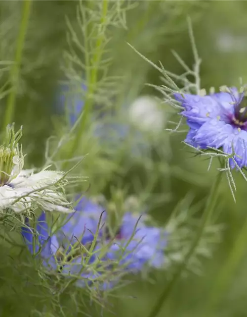 Nigella damascena