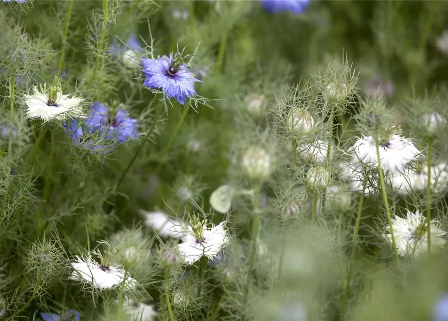 Nigella damascena