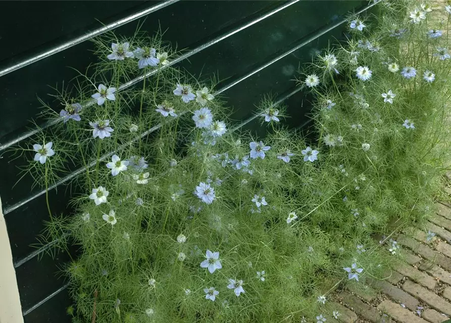 Nigella damascena