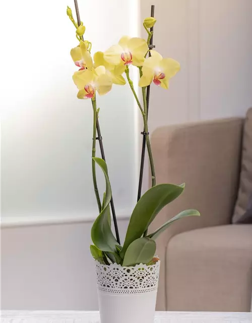 Orchidee, gelb, 2-rispig