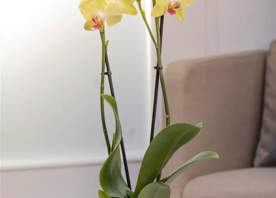 Orchidee, gelb, 2-rispig