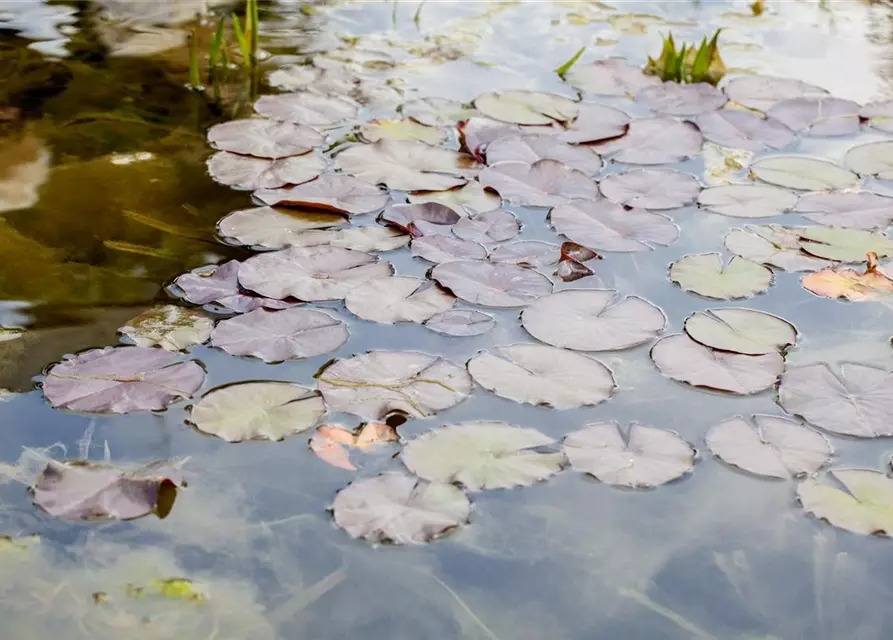 Nymphaea