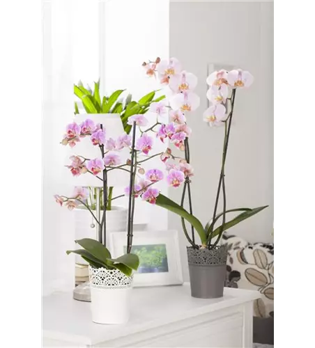 Phalaenopsis, rosa