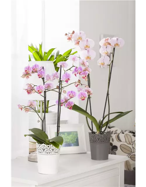 Phalaenopsis, rosa