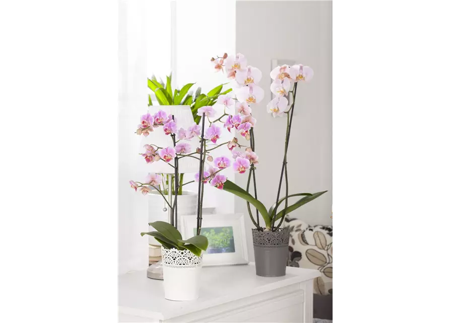 Phalaenopsis, rosa