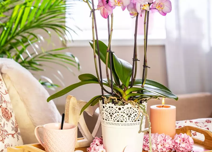 Phalaenopsis, rosa