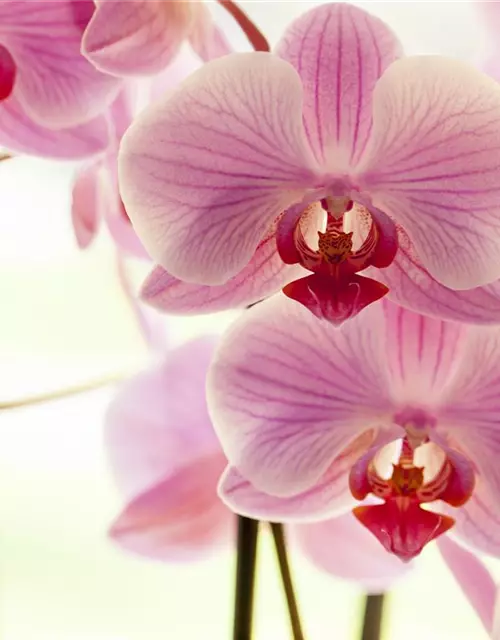 Phalaenopsis, rosa