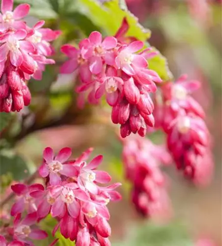 Ribes sanguineum