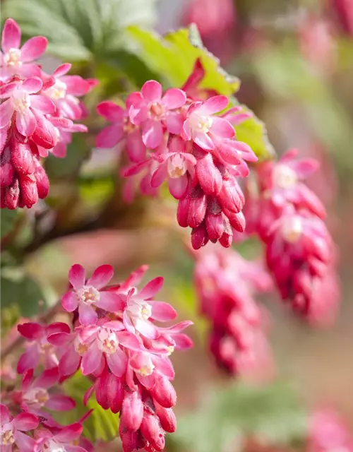 Ribes sanguineum