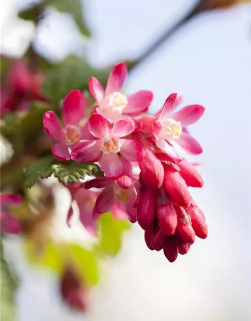 Ribes sanguineum