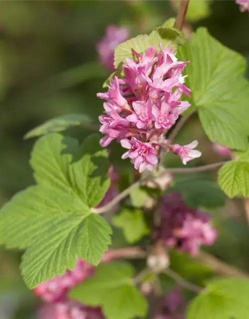 Ribes sanguineum