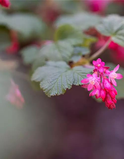 Ribes sanguineum