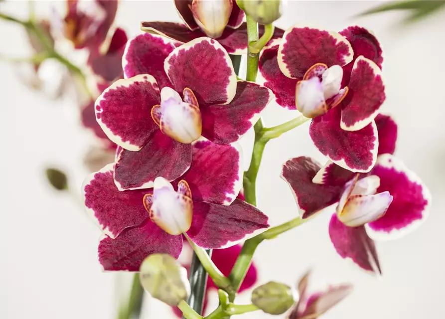 Phalaenopsis, rot