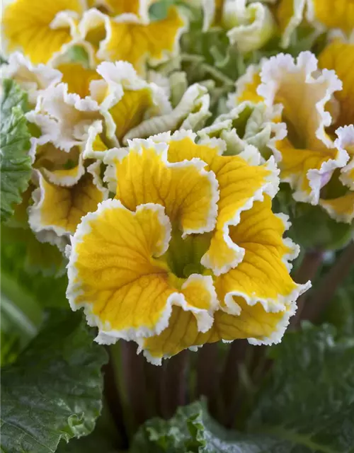 Primula vulgaris, gefüllt