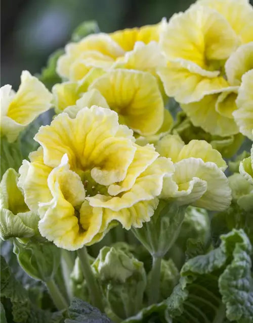 Primula vulgaris, gefüllt