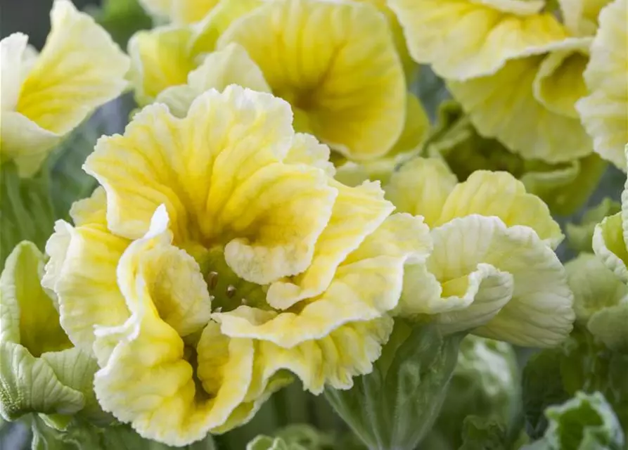 Primula vulgaris, gefüllt