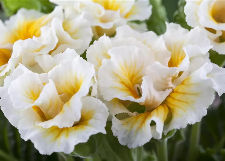 Primula vulgaris, gefüllt