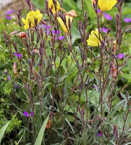 Oenothera fruticosa