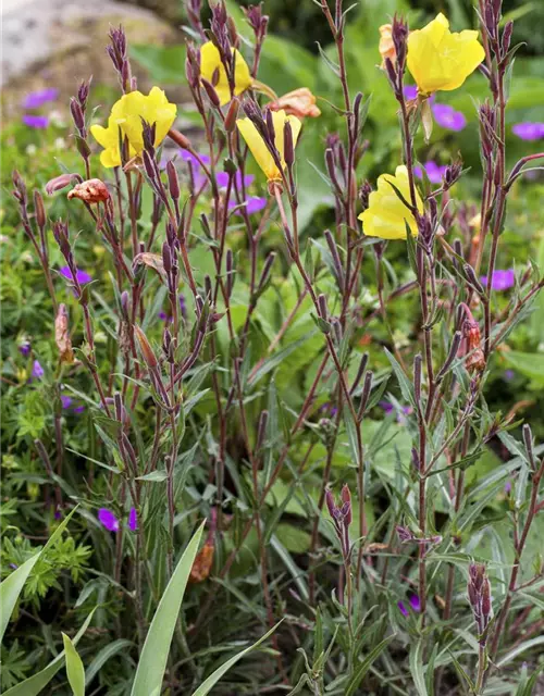 Oenothera fruticosa