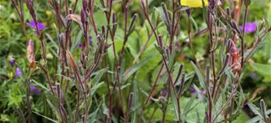 Oenothera fruticosa